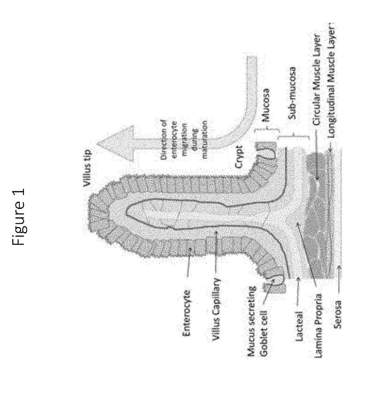 Isolated intestinal mucosa and uses thereof