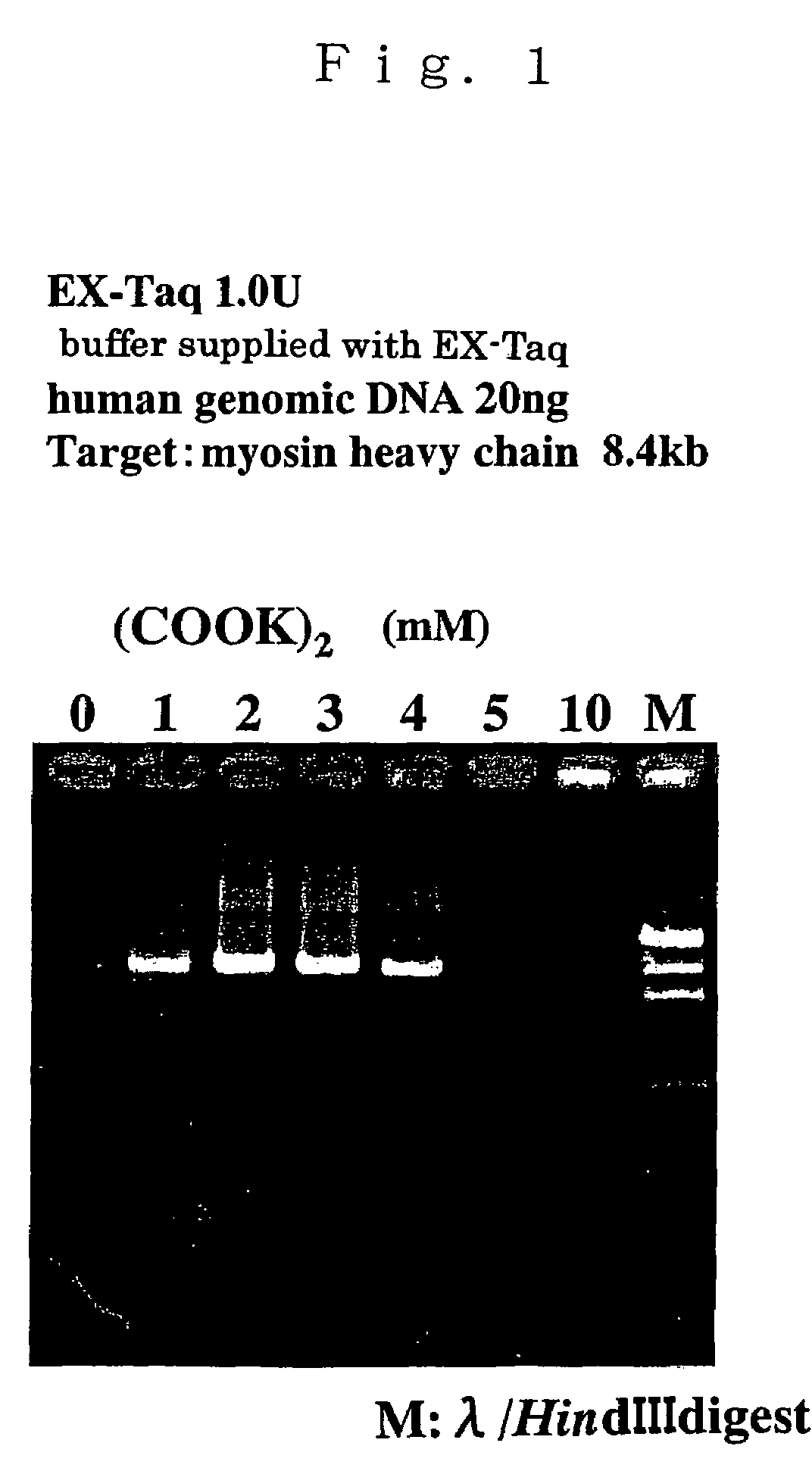 Compositions for enhancing DNA synthesis, DNA polymerase-related factors and utilization thereof