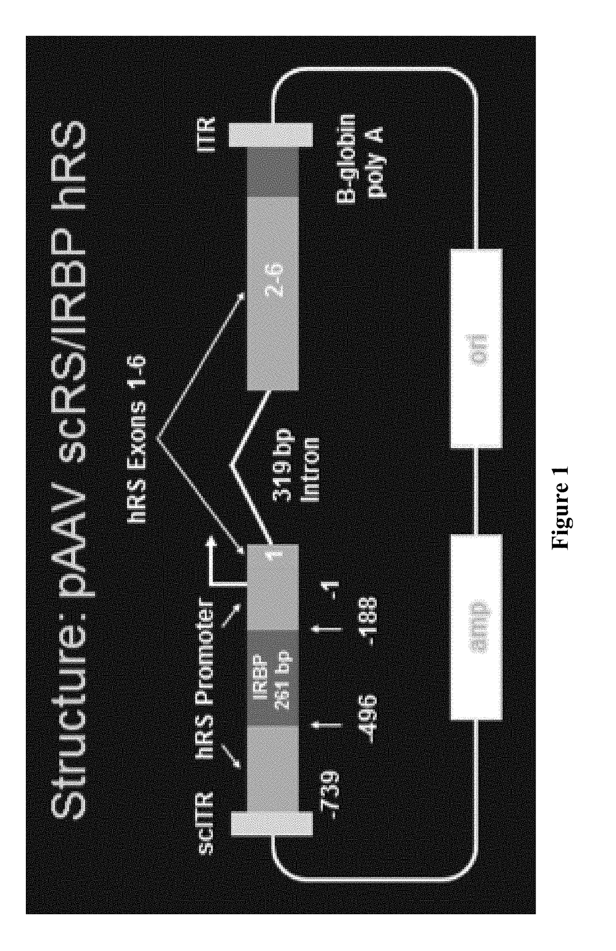 Methods and compositions for treating genetically linked diseases of the eye