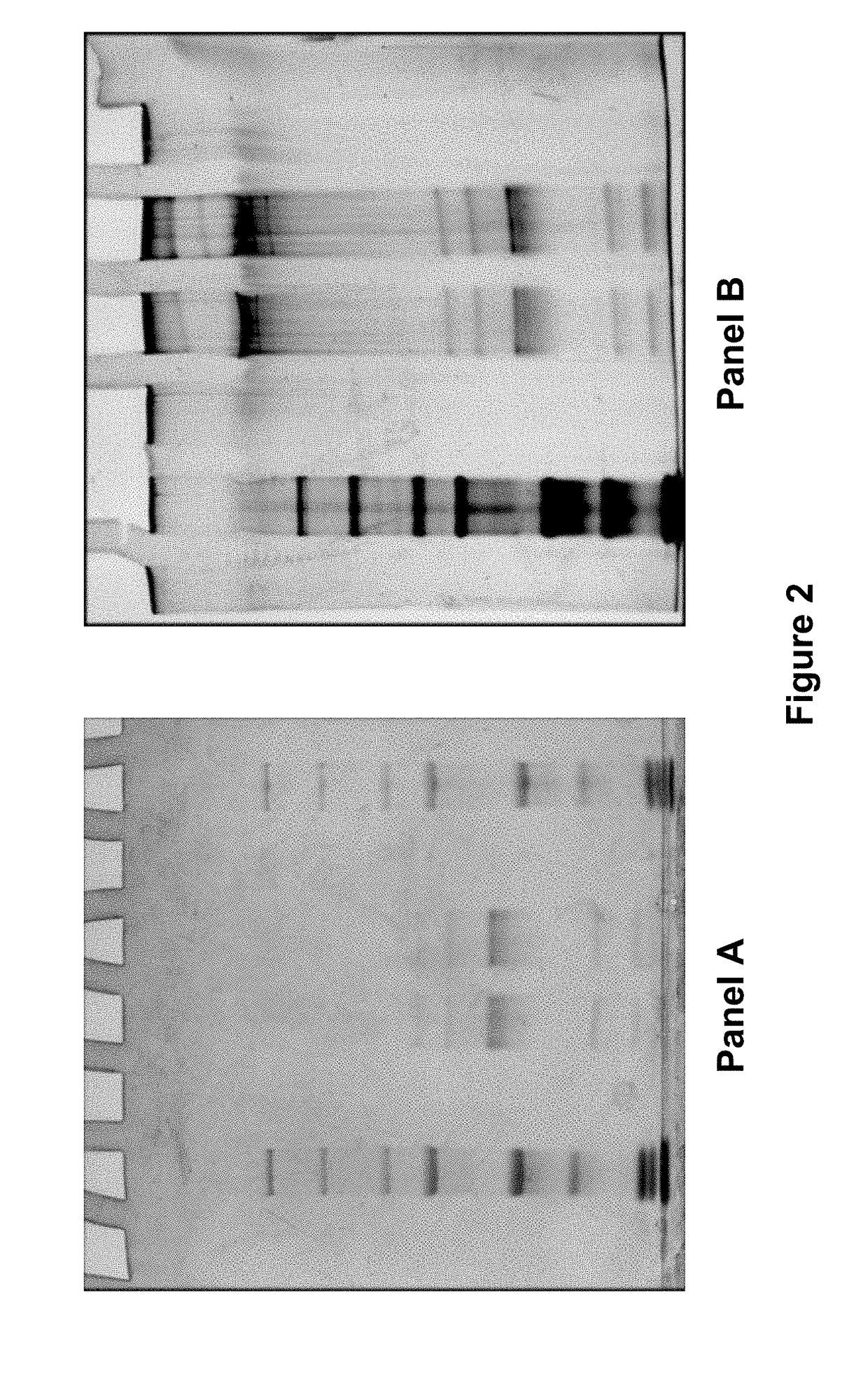 Methods and compositions for treating genetically linked diseases of the eye