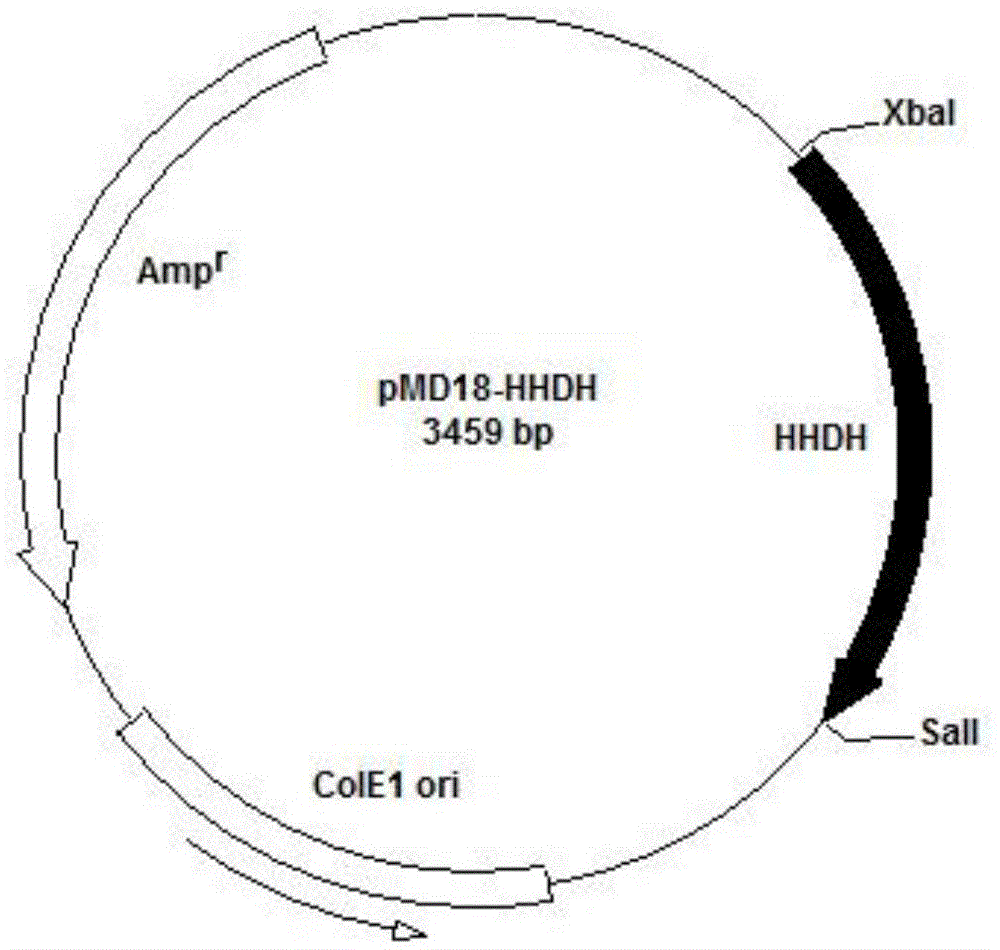 Engineering bacterium and method for preparing tert-butyl (3R, 5R) 6-cyan-3, 5-dyhydroxyl hexanoate