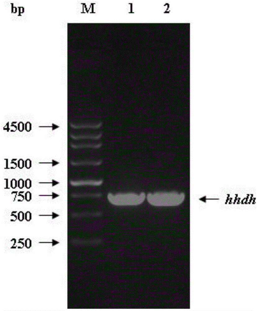 Engineering bacterium and method for preparing tert-butyl (3R, 5R) 6-cyan-3, 5-dyhydroxyl hexanoate