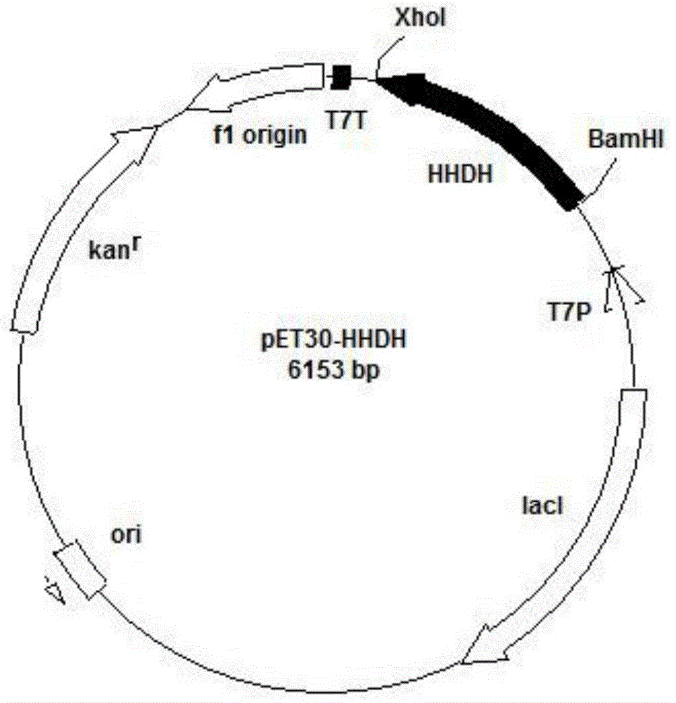 Engineering bacterium and method for preparing tert-butyl (3R, 5R) 6-cyan-3, 5-dyhydroxyl hexanoate