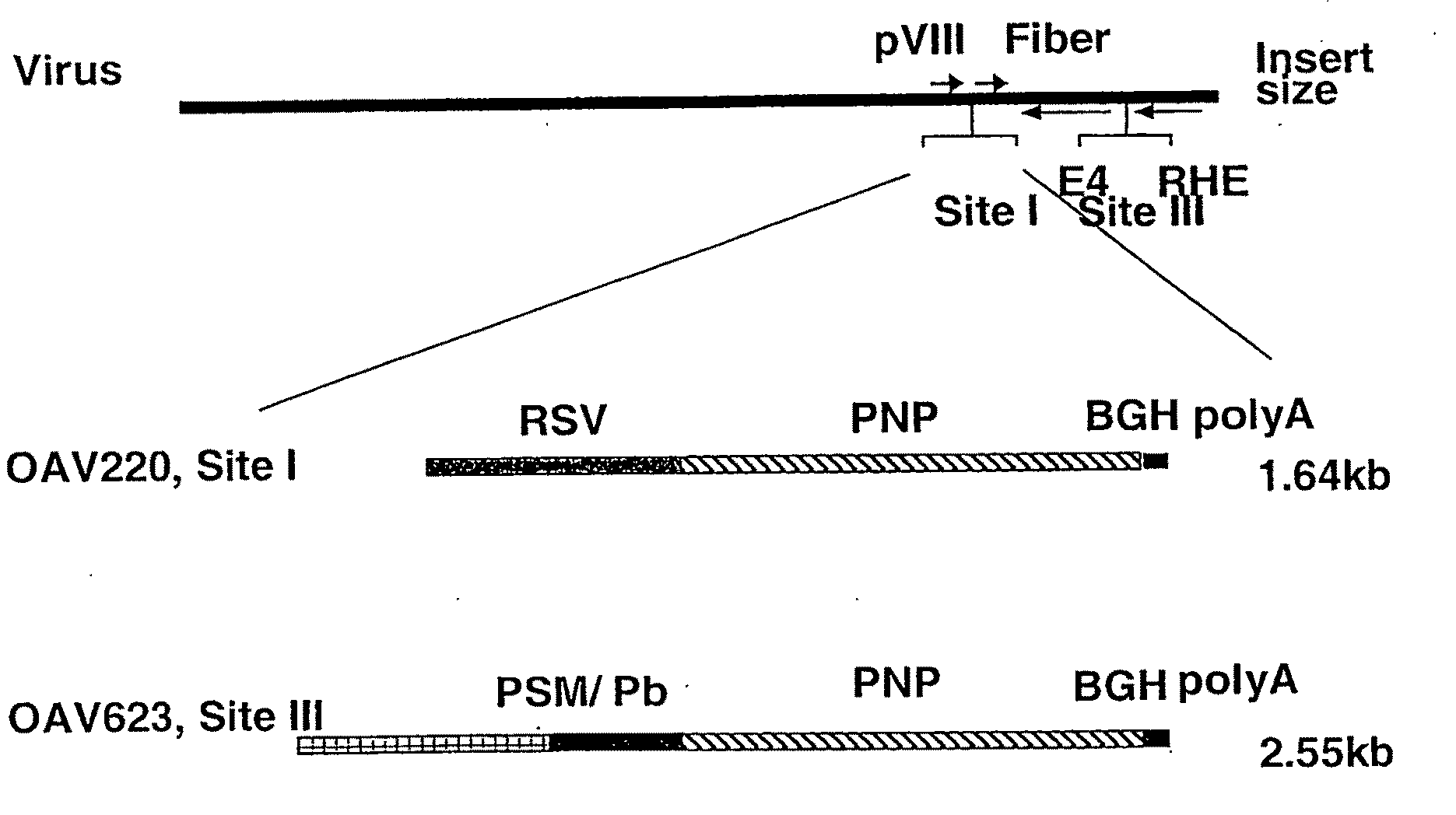 Composition and method for killing of tumours