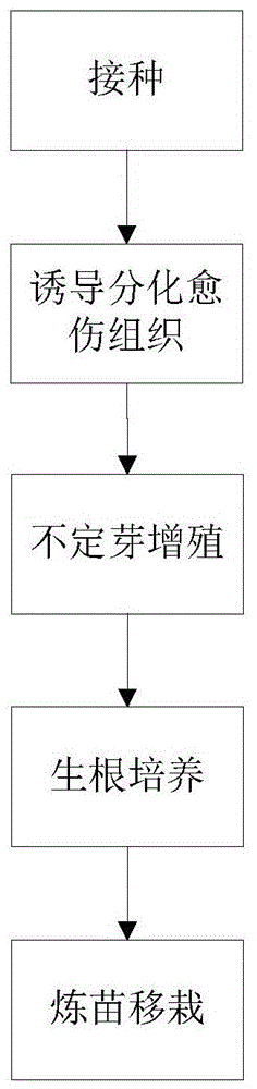 A tissue culture propagation method for reducing the browning rate of Russian rubber grass tissue culture