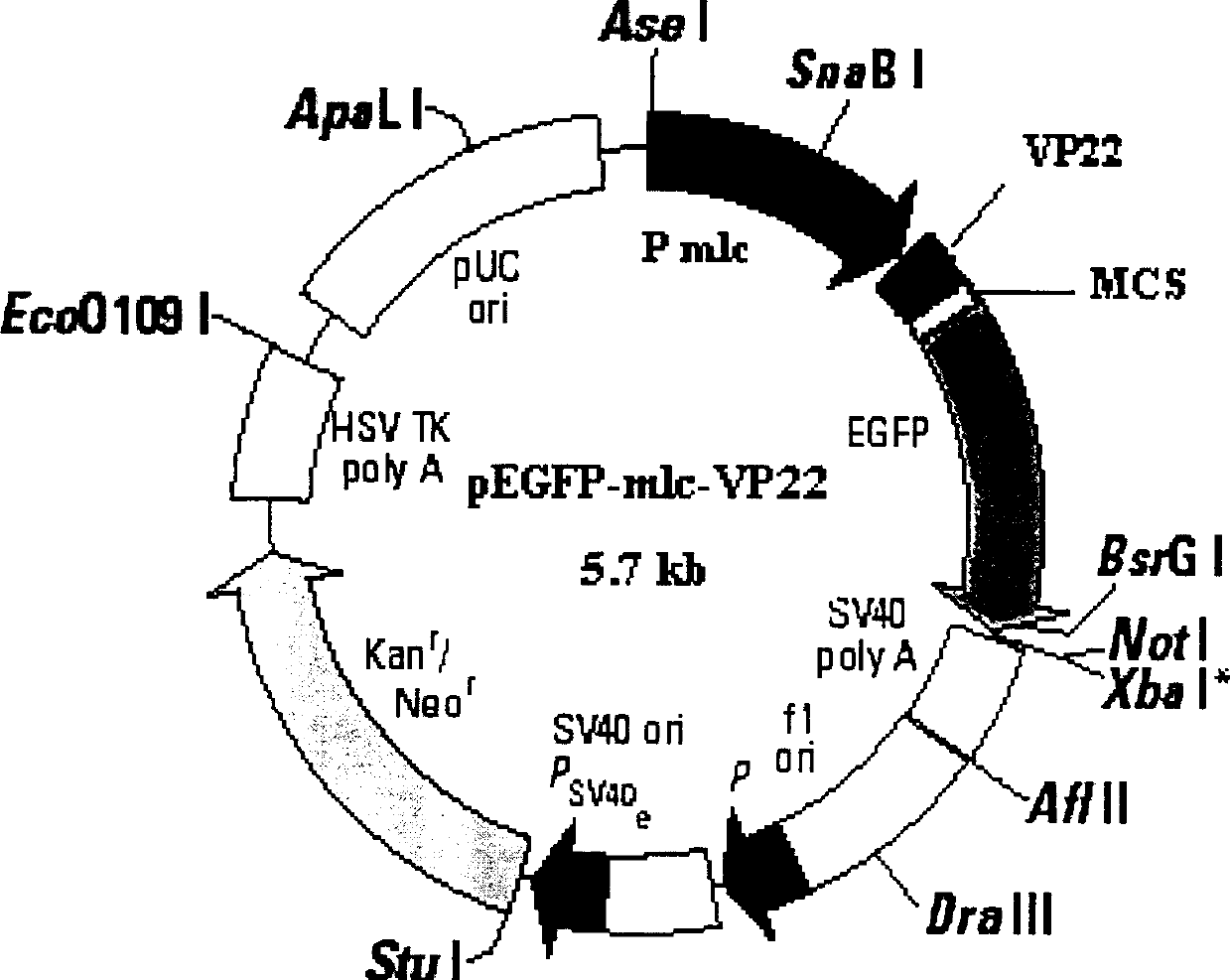 Plasmid for gene therapy of cardiac muscle