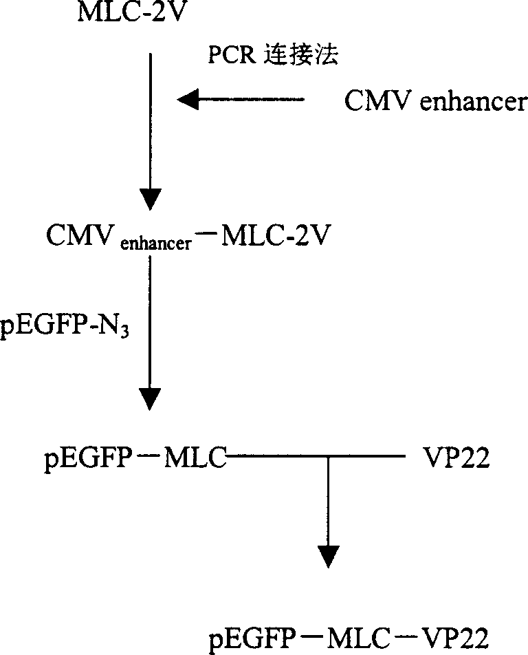 Plasmid for gene therapy of cardiac muscle