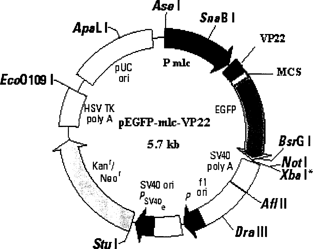 Plasmid for gene therapy of cardiac muscle