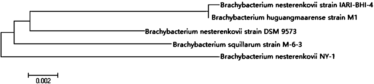 Bioactive filler containing Brachybacterium nesterenkovii