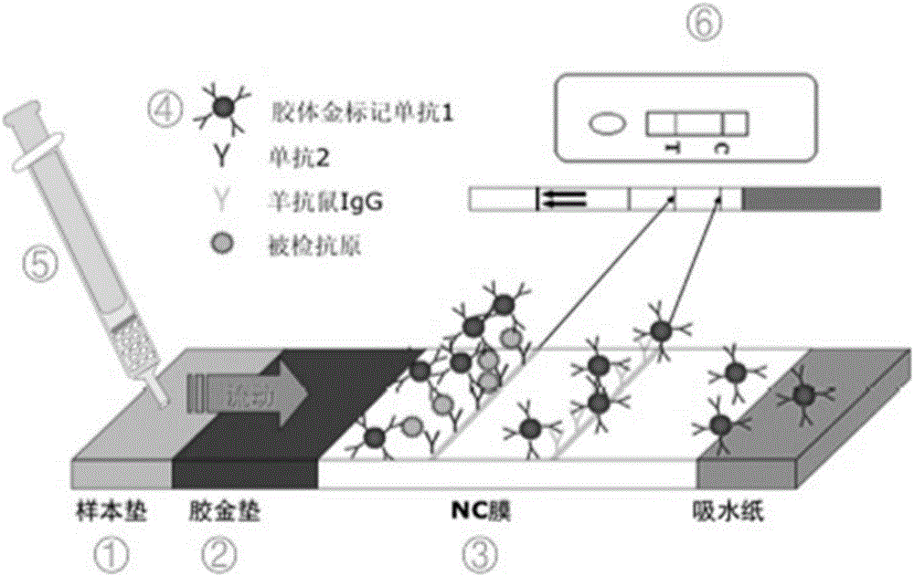 Colloidal gold test strip capable of simultaneously detecting waterfowl source parvoviruses and preparation method