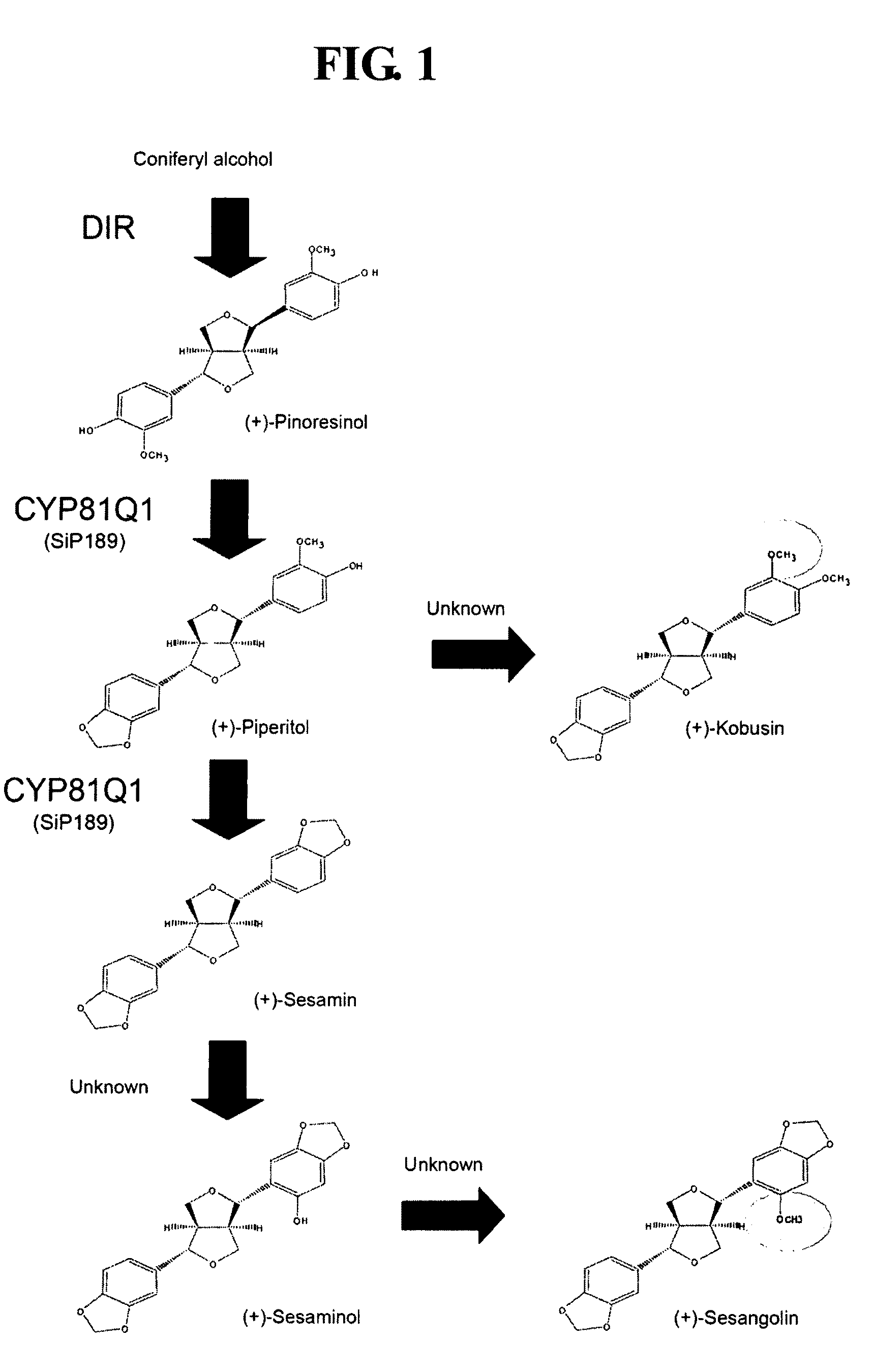 Gene encoding lignan methylation enzyme