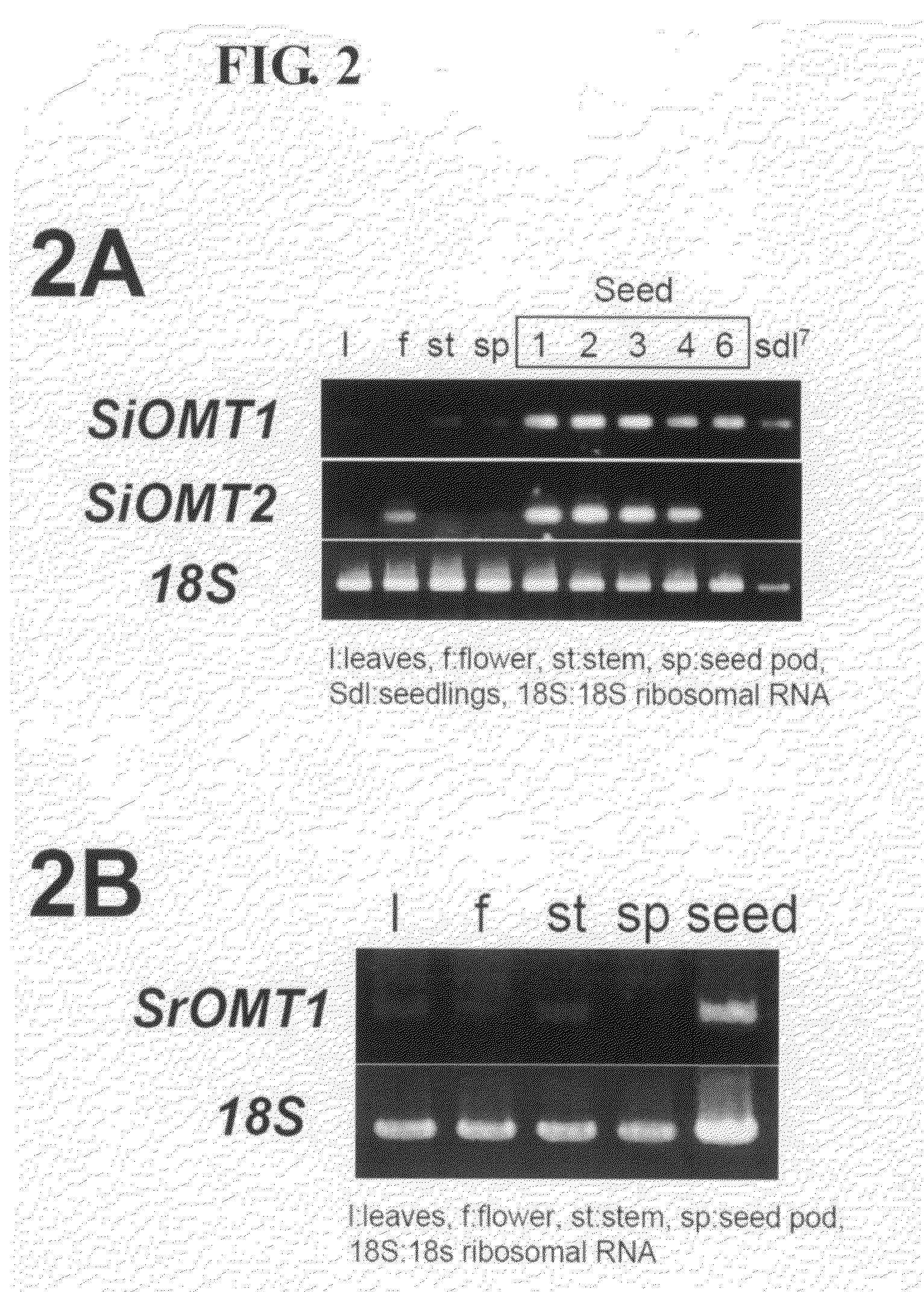 Gene encoding lignan methylation enzyme