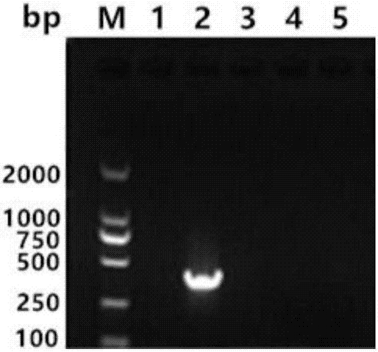 Bovine-para-influenza virus 3 nano-PCR (polymerase chain reaction) detection kit and preparation method thereof