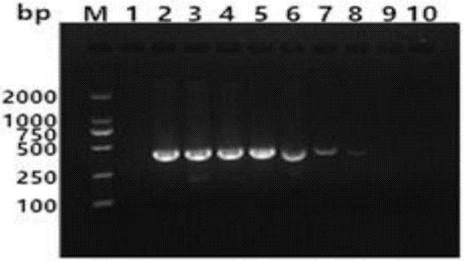Bovine-para-influenza virus 3 nano-PCR (polymerase chain reaction) detection kit and preparation method thereof