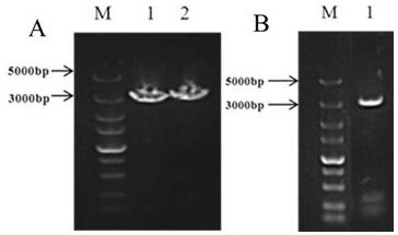 A Pair of Ustilago smut and Its Application Successfully Achieved the Artificial Breeding of Zizania and Normal Zizania