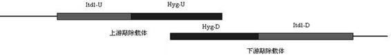 A Pair of Ustilago smut and Its Application Successfully Achieved the Artificial Breeding of Zizania and Normal Zizania