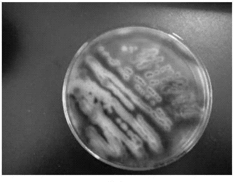 Streptomyces albus and application thereof