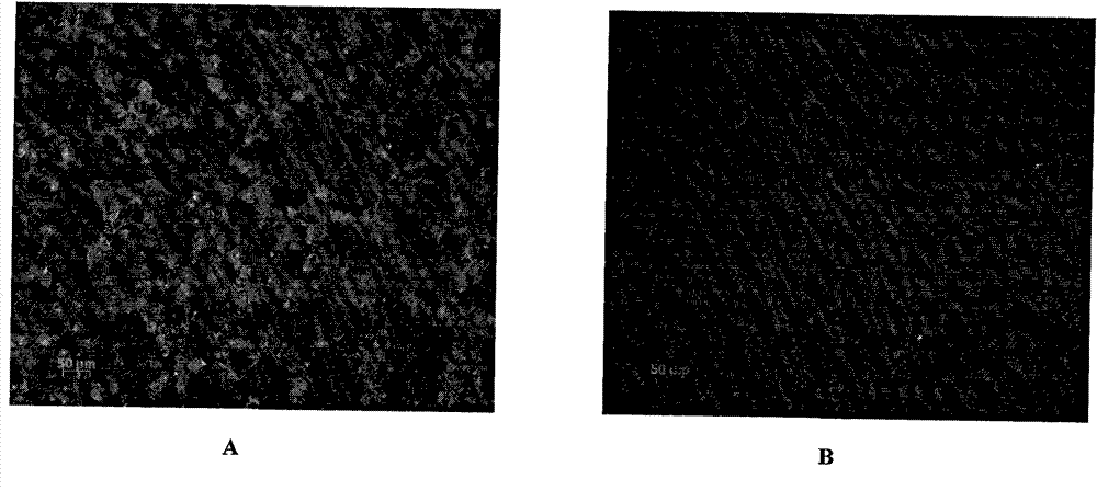 Polypeptide capable of specifically bonding porcine reproductive and respiratory syndrome viruses, screening method thereof and use thereof