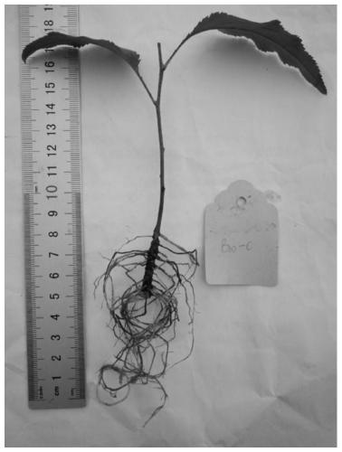 Cutting seedling-raising method of Pyrus betulifolia Bunge