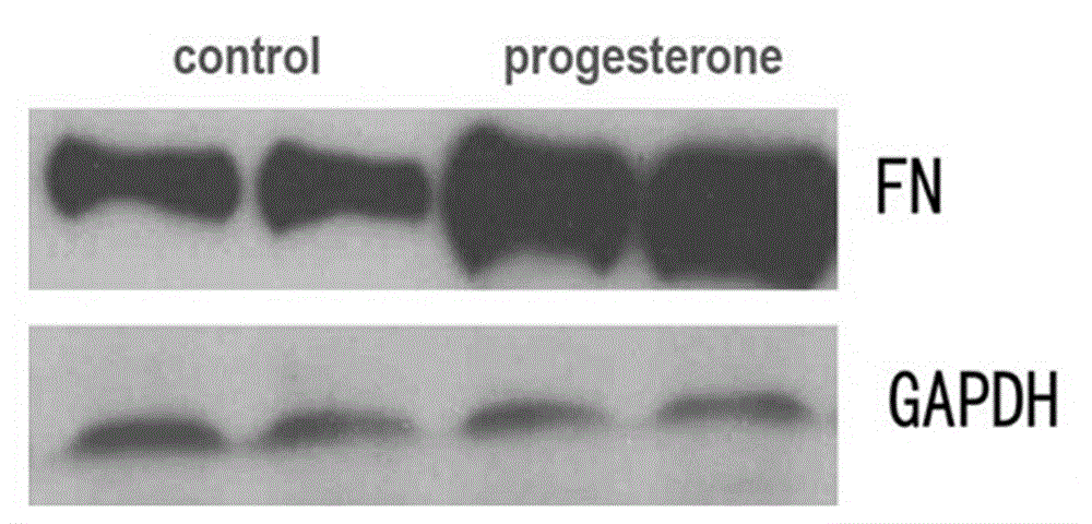 Application of progesterone in stimulation of fibronectin secretion of mesenchymal stem cells