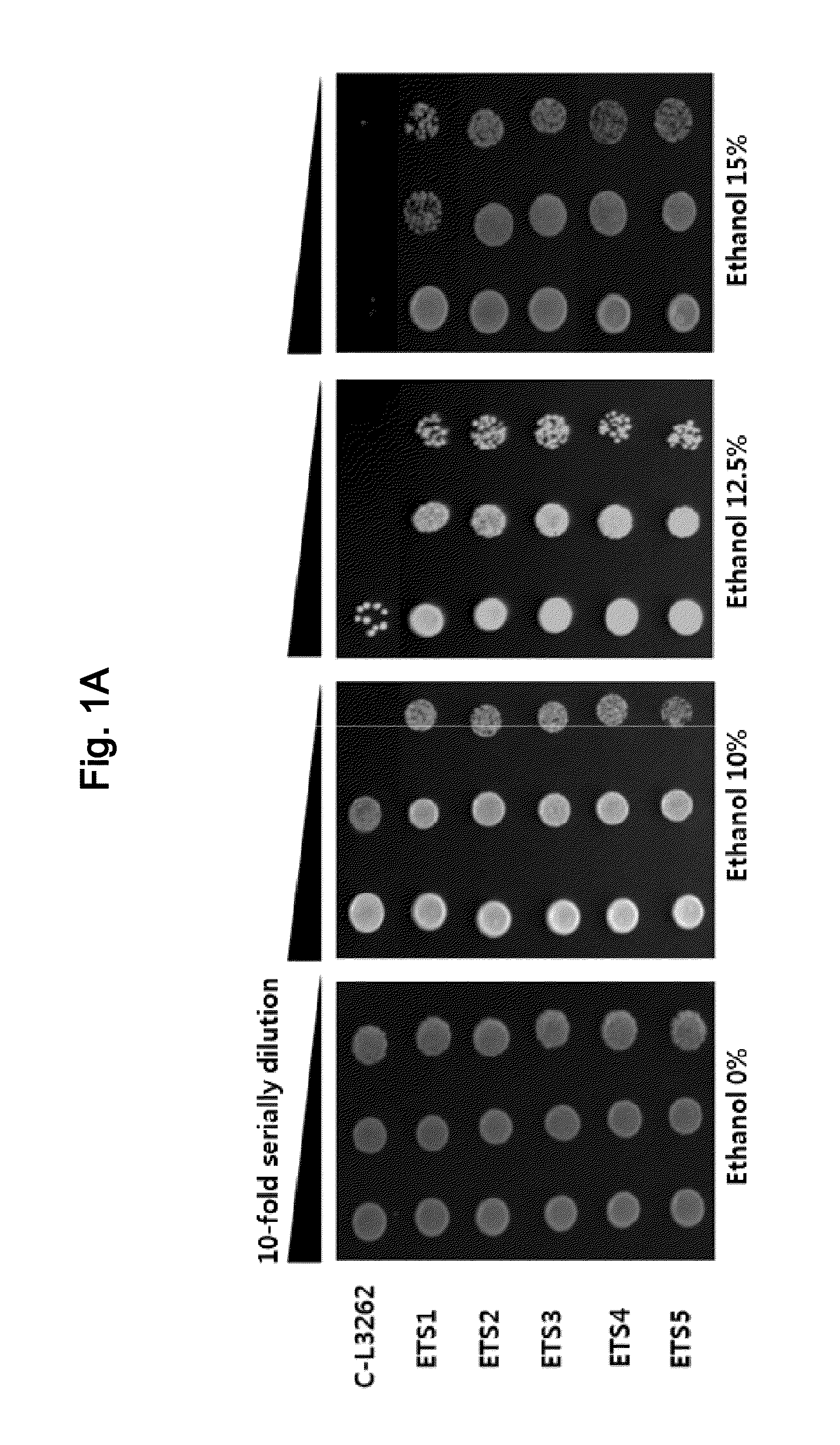 Ethanol-Resistant Yeast Gene, and Use Thereof