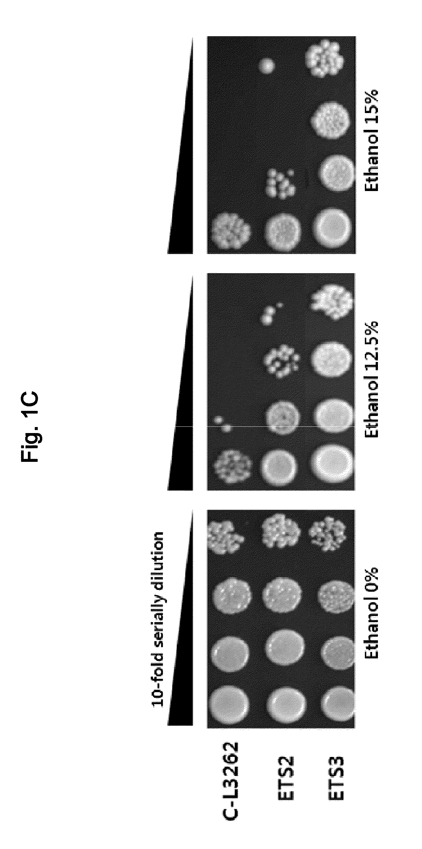 Ethanol-Resistant Yeast Gene, and Use Thereof