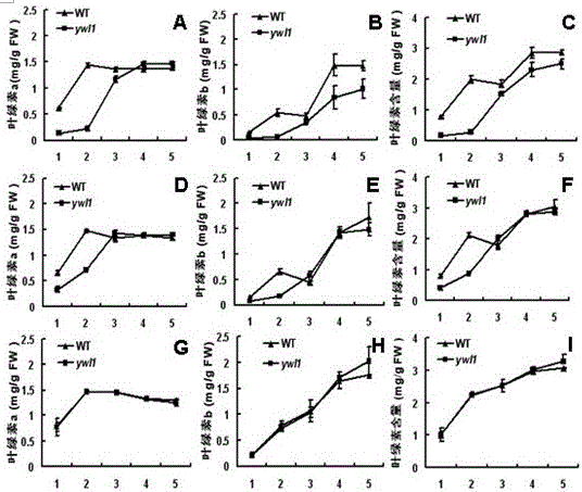 A protein regulating leaf color at low temperature and its gene and application