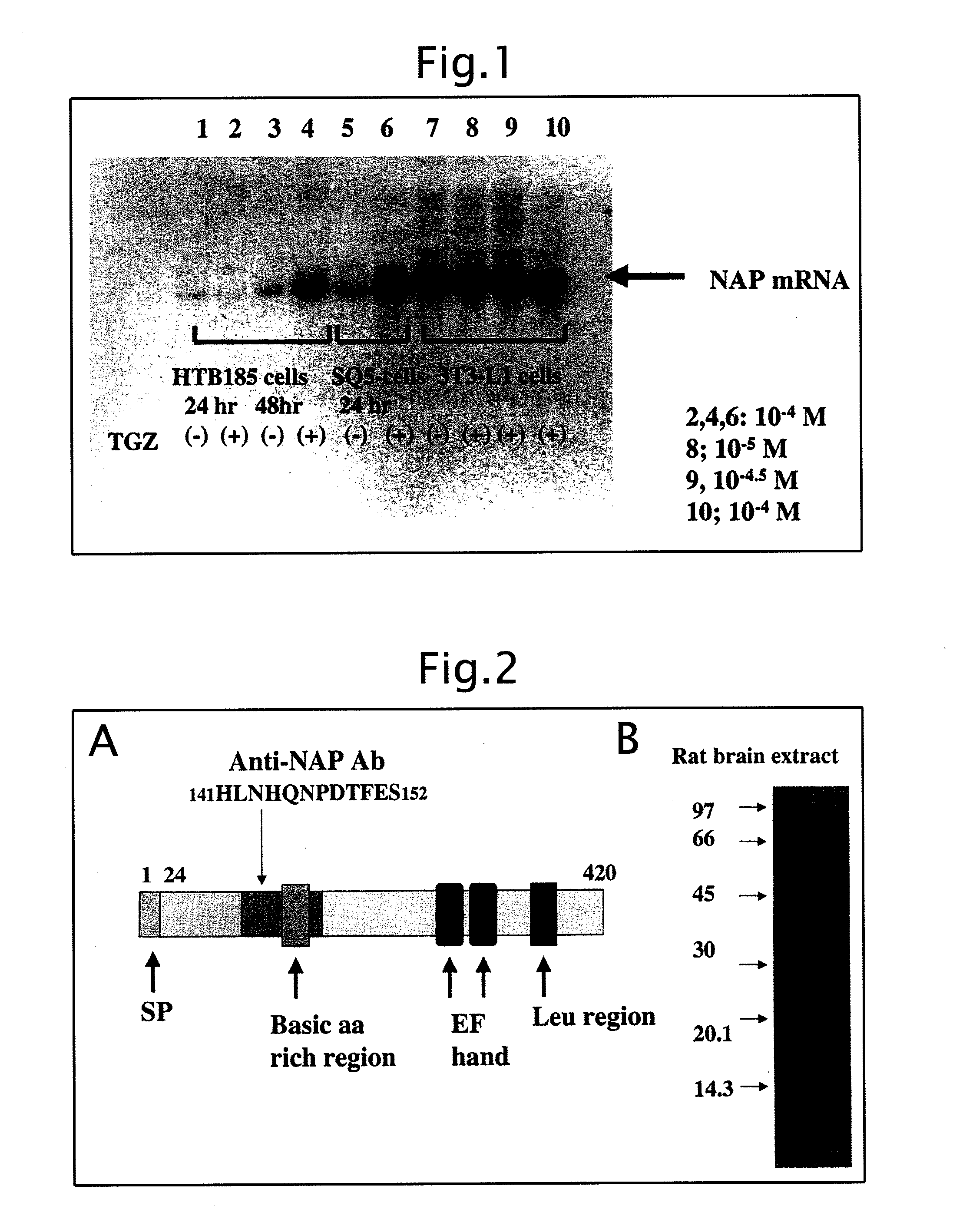 Novel biological substance nesfatin and its related substances and uses thereof