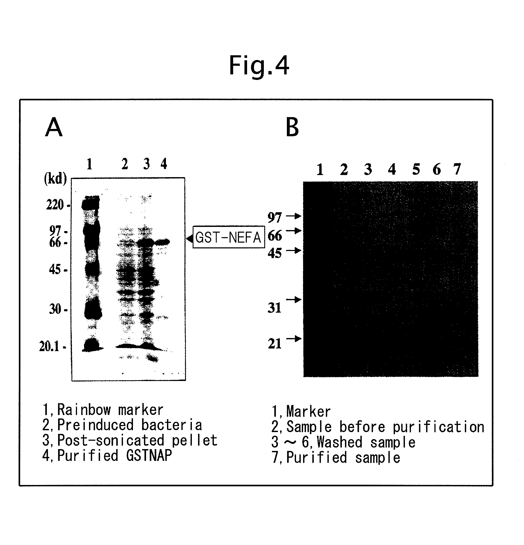 Novel biological substance nesfatin and its related substances and uses thereof