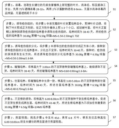 Tissue culture method of North China scabiosa