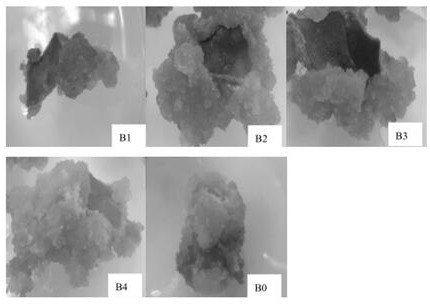 Tissue culture method of North China scabiosa