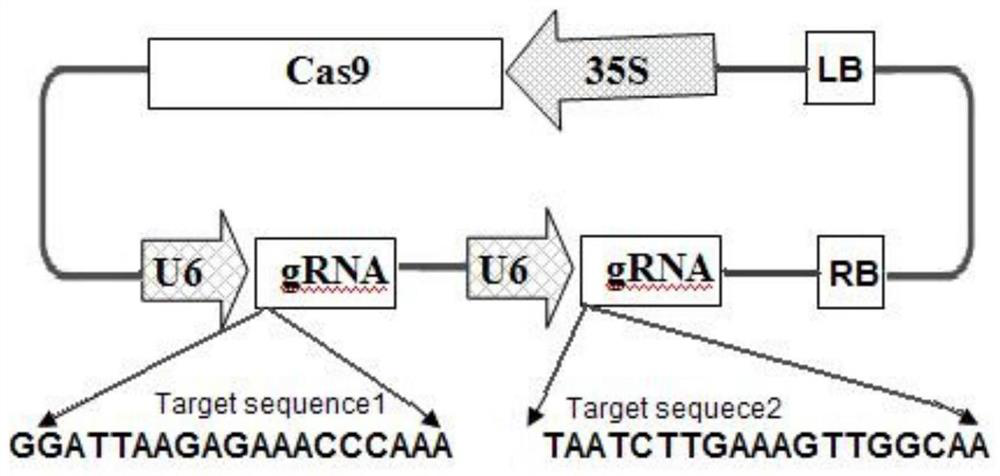 Method for improving storage resistance of tomatoes through gene editing