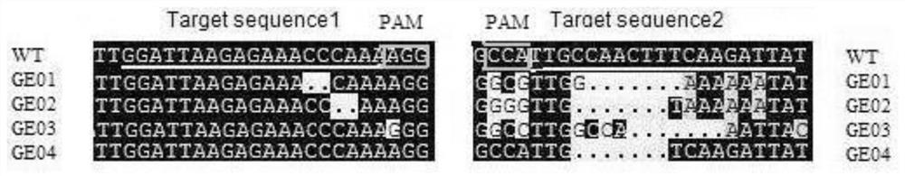 Method for improving storage resistance of tomatoes through gene editing