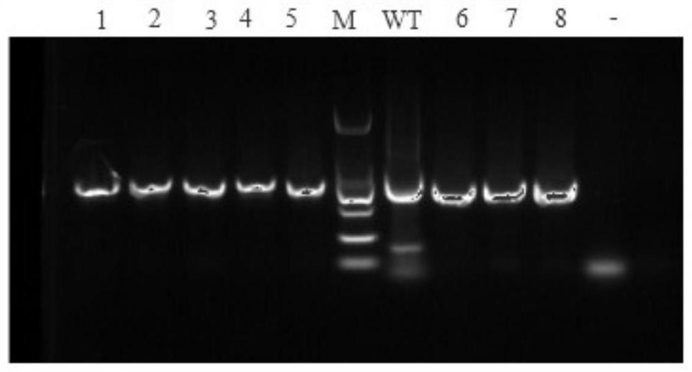 Method for improving storage resistance of tomatoes through gene editing