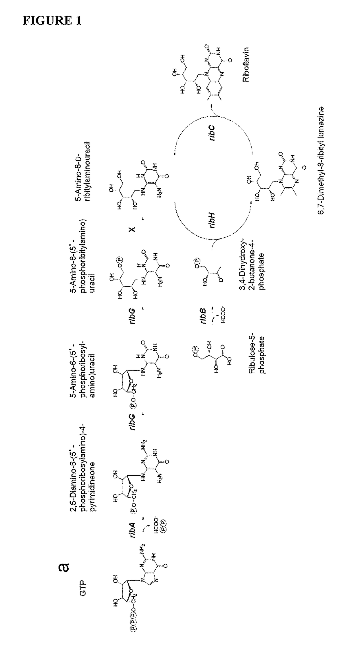 Immunological reagents and uses therefor