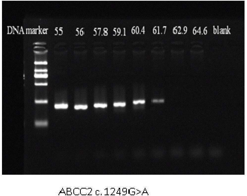 Method for measuring ABCC2 gene polymorphism