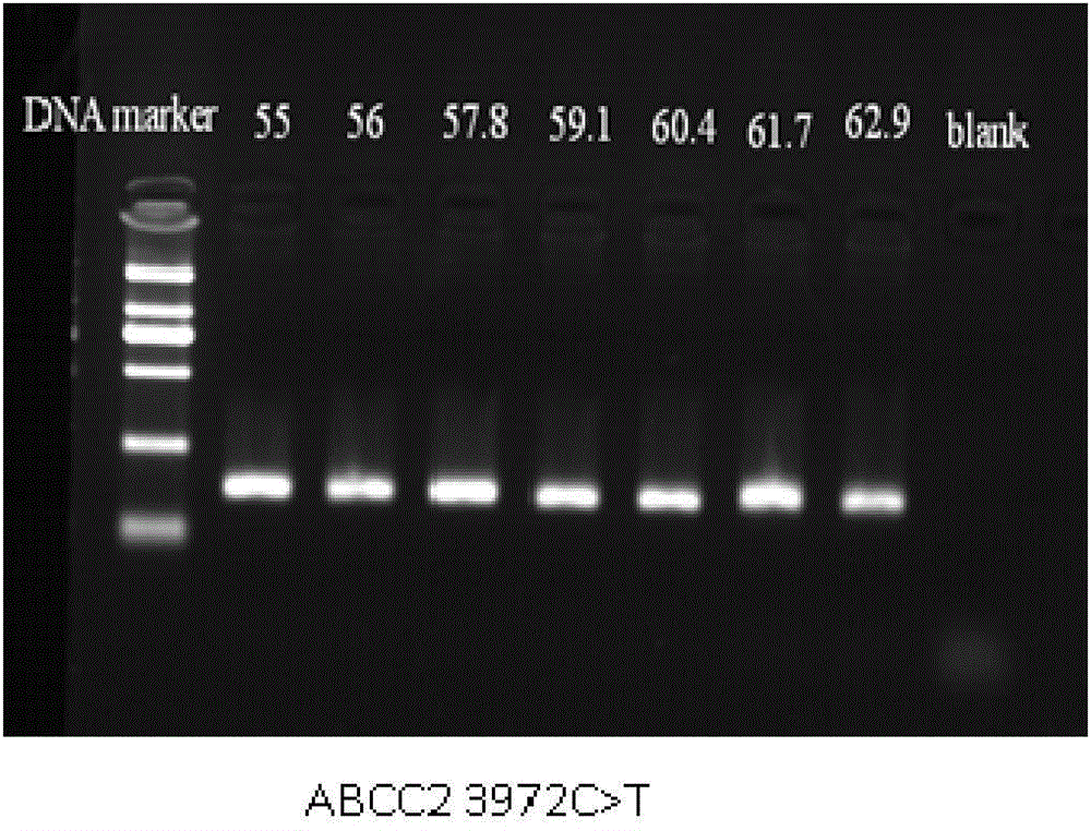 Method for measuring ABCC2 gene polymorphism