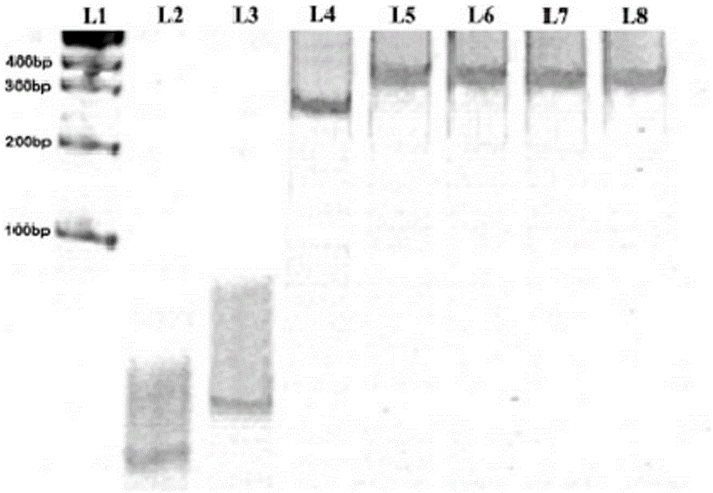 Targeted DNA nano-probe and preparation and application thereof