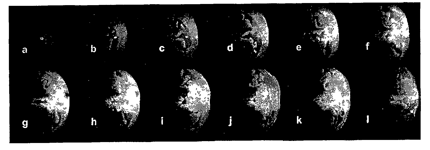 Quantitative Monte Carlo simulation method for light transfer characteristic in biological tissue