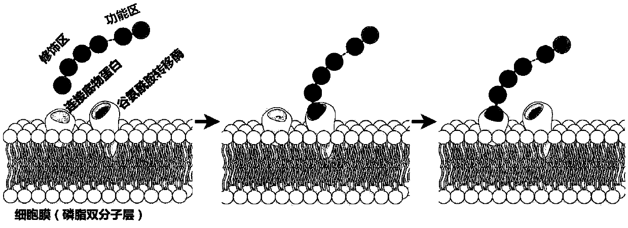 Glutamine transaminase mediated cell membrane surface modification method