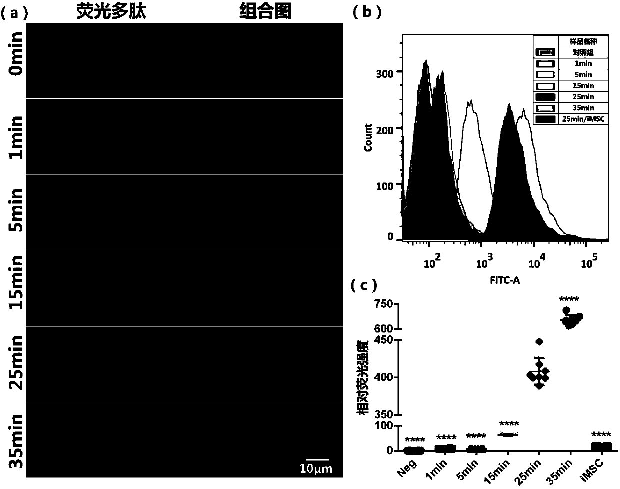 Glutamine transaminase mediated cell membrane surface modification method