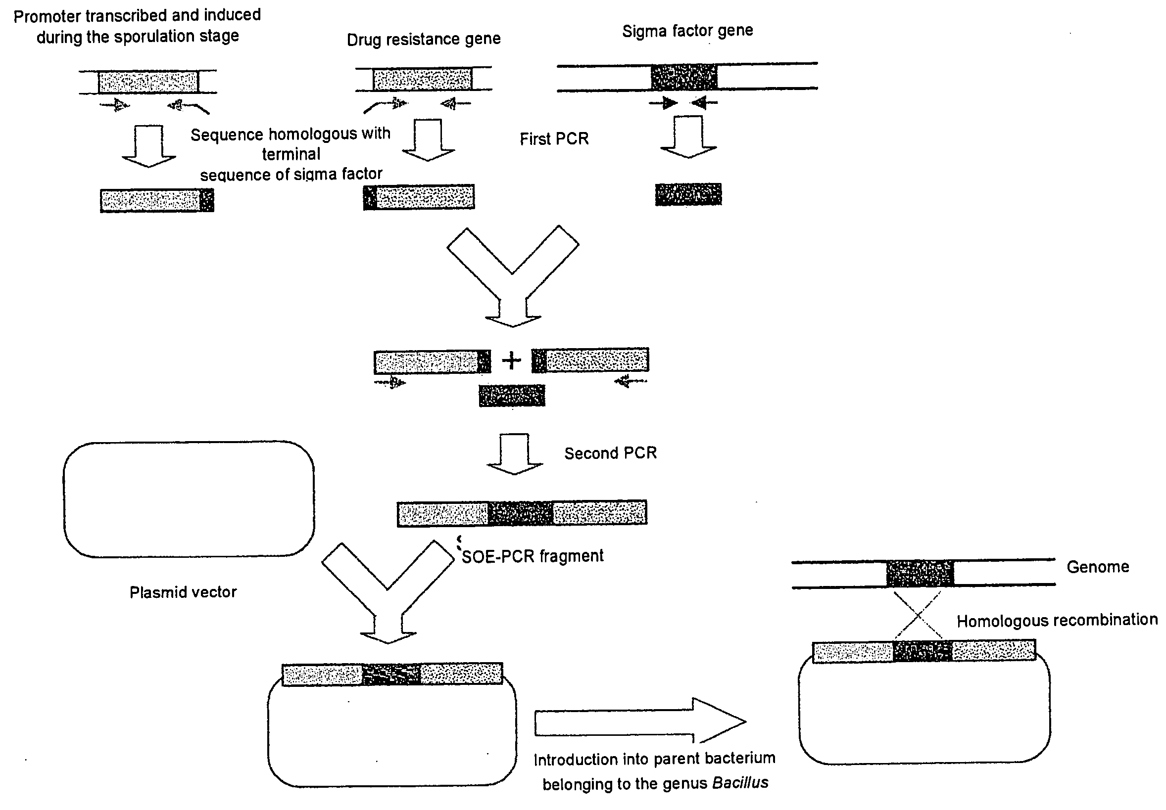 Mutant bacterium belonging to the genus bacillus