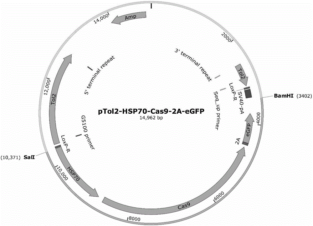 Development and applications of heat shock induced Cas9 enzyme transgene danio rerio