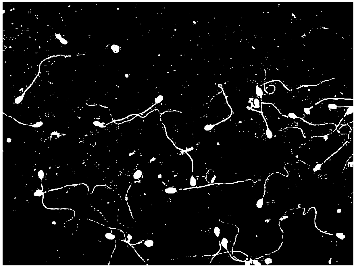 A marking method for an intelligent sperm morphology reading system