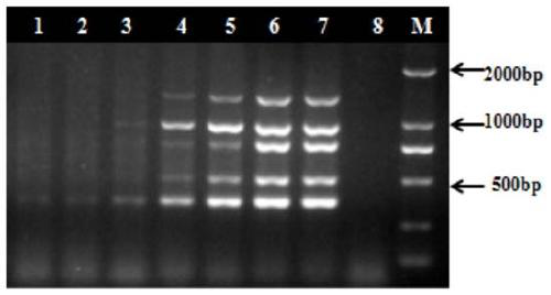 Multi-PCR primers, method and kit for simultaneously detecting four kinds of enterotoxigenic fungi of pollution of traditional Chinese medicinal materials