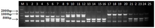 Multi-PCR primers, method and kit for simultaneously detecting four kinds of enterotoxigenic fungi of pollution of traditional Chinese medicinal materials