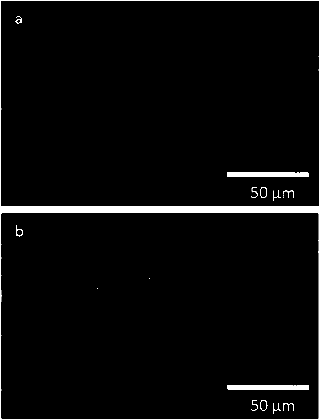 Radix stemonae polysaccharide, blended and modified chitosan membrane and application in preparation of anti-adhesion membrane material