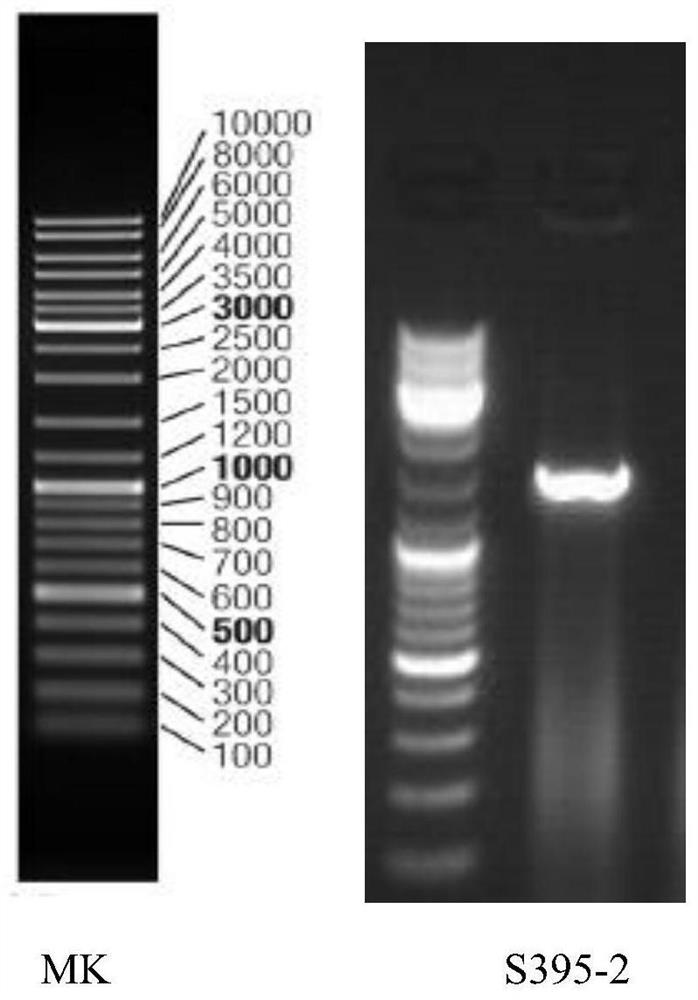 Encoding gene of Chlorella endophyte and specific primers for its amplification