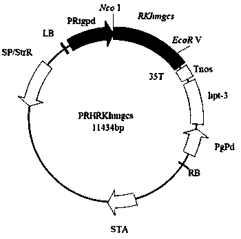 HMG-CoA synthetase gene RKHMGCS and application thereof