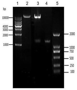 HMG-CoA synthetase gene RKHMGCS and application thereof